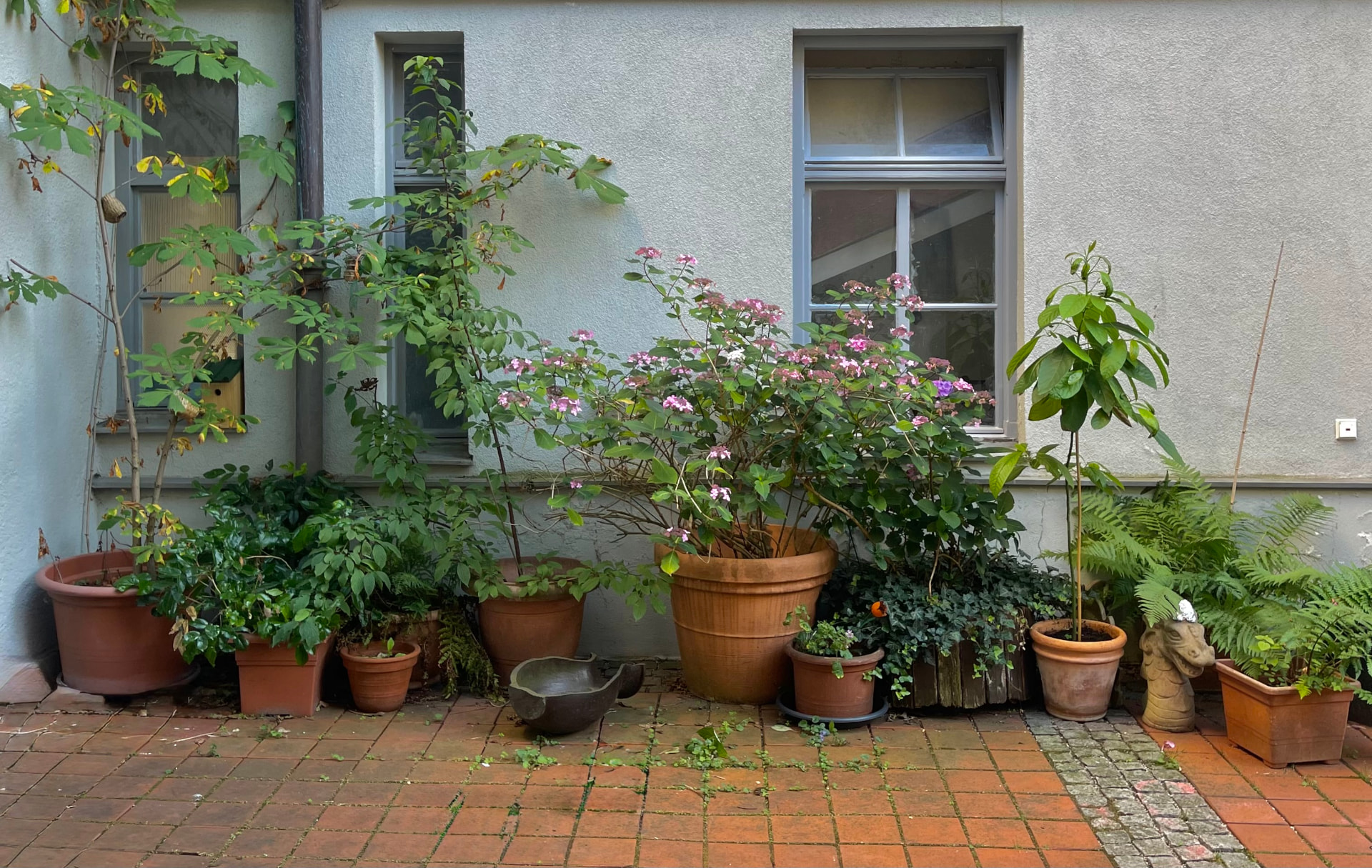 Begrünter Hinterhof der Only Love Home-Base in München mit Pflanzen in Terrakotta-Töpfen